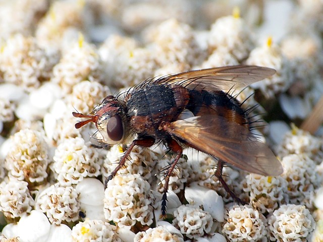Tachinide,  tachina fera