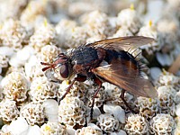 Tachinide