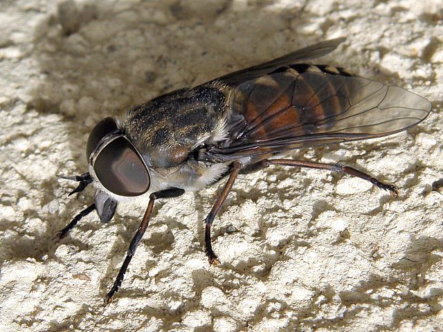 Taon des Sudtes, tabanus sudeticus