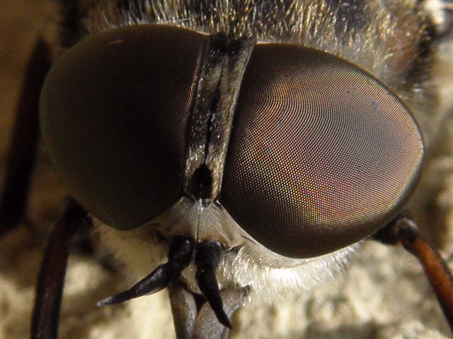 Les yeux du taon