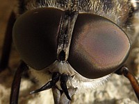 Les yeux du taon des boeufs