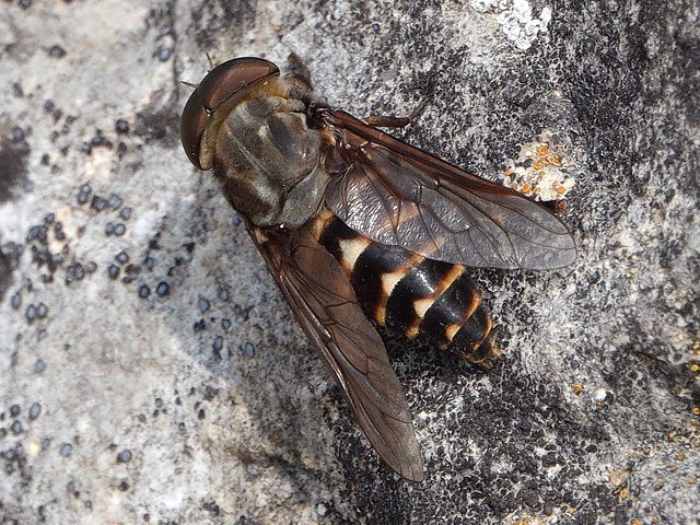 Taon des Sudtes, tabanus sudeticus