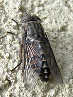 Taon des Sudètes, tabanus sudeticus