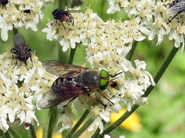 Taon des boeufs, tabanus bovinus