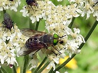 Taon des boeufs, tabanus bovinus