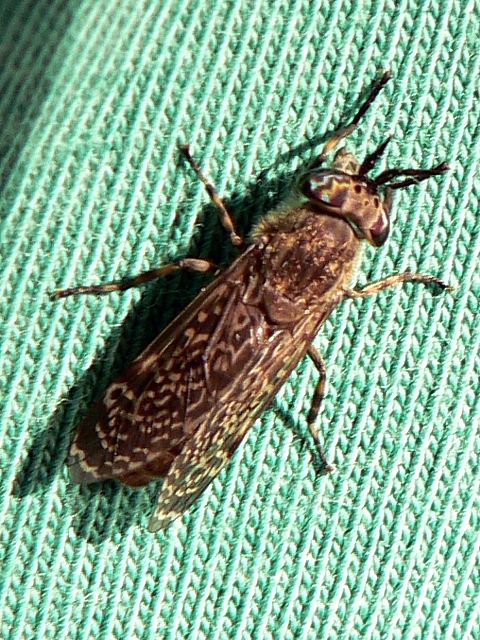 Taon des pluies, haematopota pluvialis
