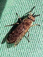 Taon des pluies, haematopota pluvialis