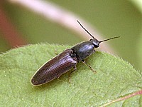 taupin, athous heamorrhoidalis
