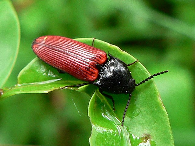 Taupin sanguin, ampedus balteatus