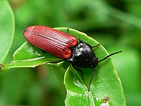 Taupin sanguin, ampedus balteatus