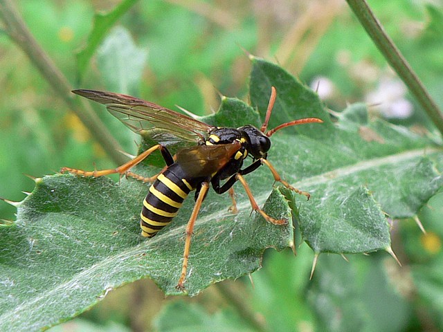 Tenthrde, tenthredo scrophulariae