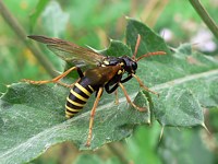 Tenthrède, tenthredo scrophulariae