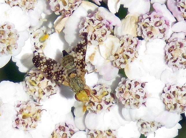Terellia tussilaginis