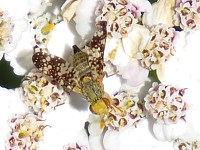 Terellia tussilaginis