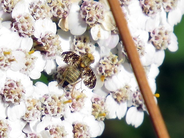 Terellia tussilaginis