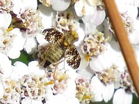 Terellia tussilaginis