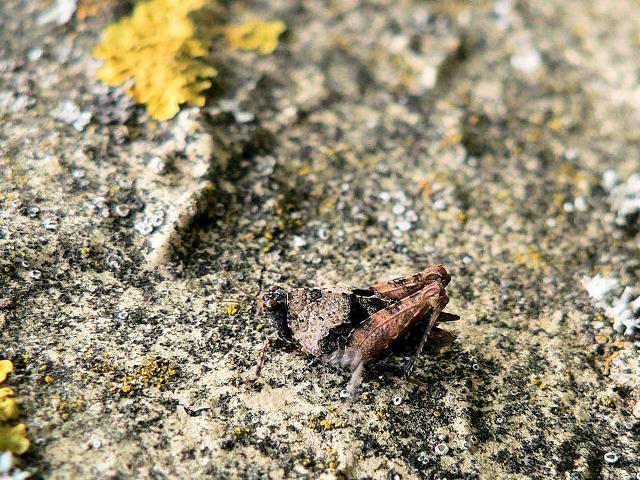 Ttrix des carrires - tetrixtenuicornis