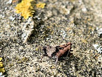 Tétrix des carrières - tetrix tenuicornis