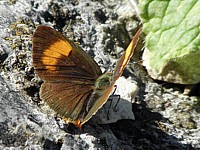 Thécla du bouleau, thecla betulae