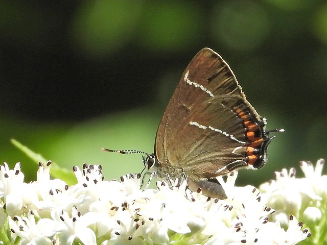 Thécla de l'orme, satyrium w-album