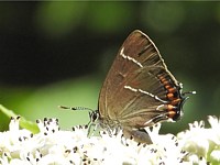 Thécla de l'orme, satyrium w-album