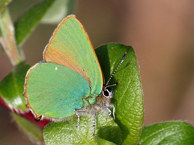 Thcla de la ronce - callophrys rubi