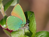Thécla de la ronce ou argus vert, callophrys rubi