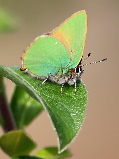 Thcla de la ronce - callophrys rubi