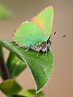 Thécla de la ronce ou argus vert, callophrys rubi