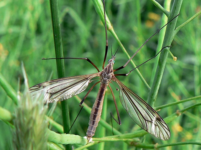 Tipule du chou - tipula oleracea