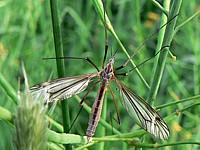 Tipule du chou, tipula oleracea