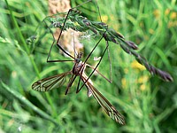 Tipule du chou