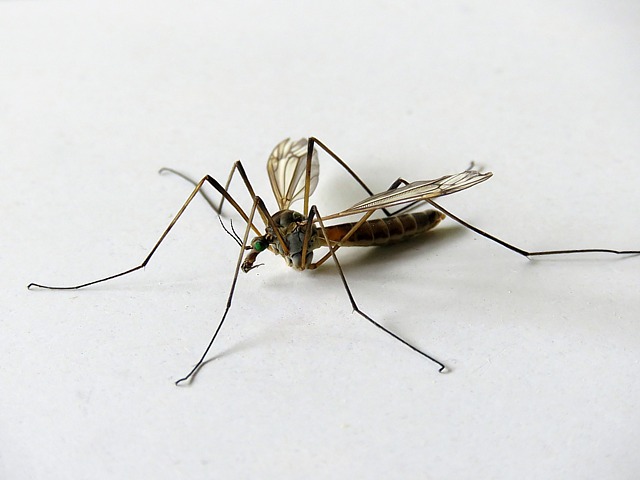 Tipule du chou - tipula oleracea