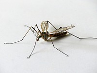 Tipule du chou, tipula oleracea
