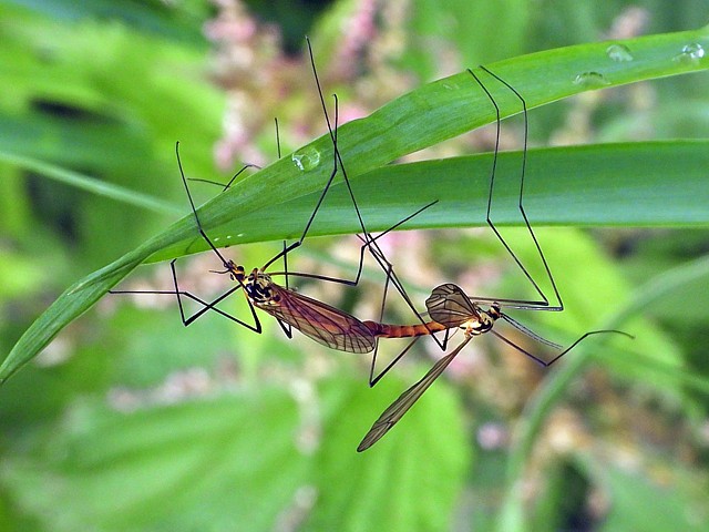 Accouplement de Tipules