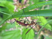 Accouplement de tipules du chou