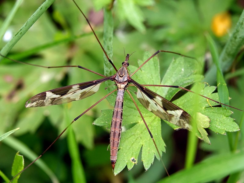 Tipule g�ante, tipula maxima