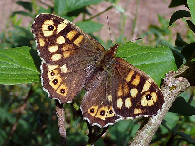 Tircis, pararge aegeria