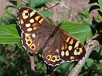 Tircis, pararge aegeria