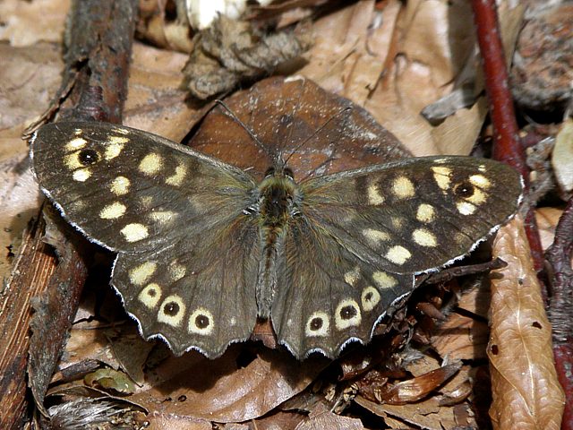 Tircis, pararge aegeria