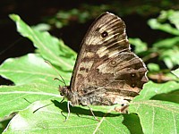 Tircis, ailes fermées