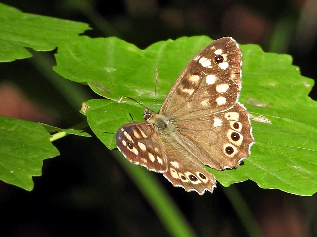 Pararge aegeria