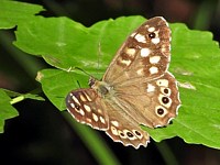 Tircis, pararge aegeria