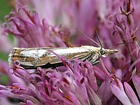 Tordeuse des Cirses, aethes cnicana