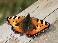 Petite tortue, aglais urticae