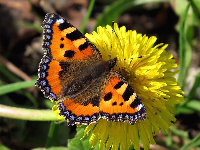 Petite tortue, aglais urticae
