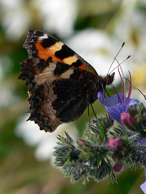 Petite Tortue, aglais urticae