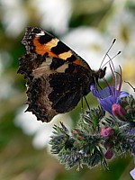 Petite tortue, aglais urticae
