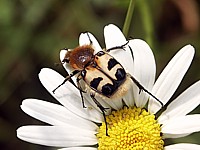 trichie à bandes, trichius fasciatus