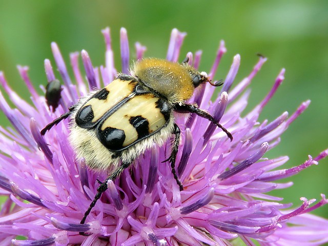 Trichie fasciée, trichius fasciatus